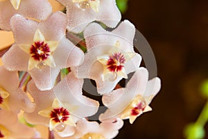 Macro of Hoya Carnosa or Waxplant Flower