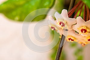 Macro of Hoya Carnosa or Waxplant Flower