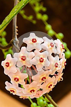 Macro of Hoya Carnosa or Waxplant Flower