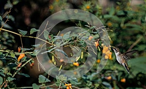 Macro of a hummingbird flying close to an Impatiens Capensis