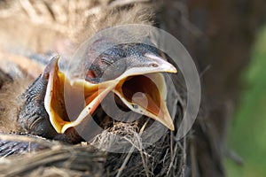 Macro of hungry newborn thrush`s chicks with opened mouths on the nest edge