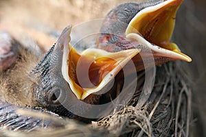 Macro of hungry newborn thrush`s chicks with opened mouths on the nest edge