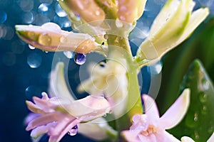 Macro hyacinth drops. Close up wet flowers. Macro flowers with big drops. Botanic background