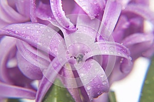 Macro hyacinth violet flowers and green leaves