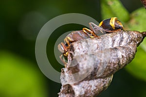 Macro of Hymenoptera on the nest in nature photo