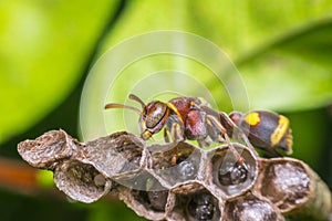 Macro of Hymenoptera on the nest in nature