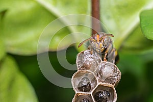 Macro of Hymenoptera on the nest in nature photo