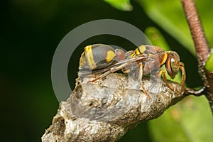 Macro of Hymenoptera on the nest in nature photo