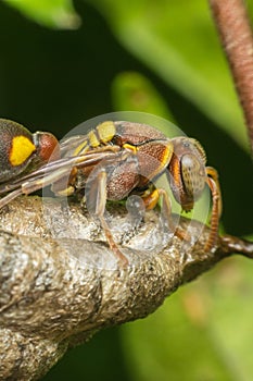 Macro of Hymenoptera on the nest in nature photo