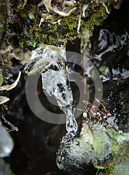 Macro ice of forest