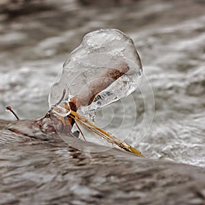 Macro of Ice Formed on Twig