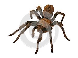 Macro illustration of a `Texas Brown` Tarantula isolated on white