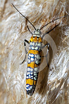 macro image of a Ailanthus Webworm Moth Atteva Aurea on bulrush plant flower.