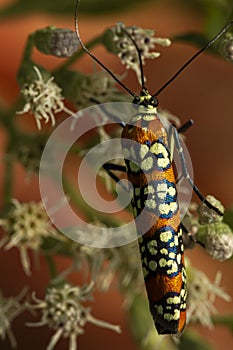 macro image of a Ailanthus Webworm Moth Atteva Aurea on white boneset flowers.