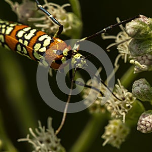 macro image of a Ailanthus Webworm Moth Atteva Aurea on white boneset flowers.