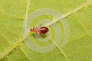 A macro image of an Anthocoris nemorum nymph