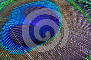 Macro image of beautiful exotic peacock feather, as background