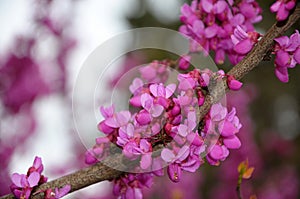 Flowering branches cersis juda tree pink bloom photo
