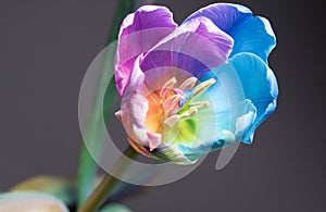Macro image of a beautiful multi colour tulip