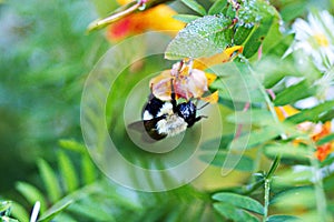 Macro image of a bee