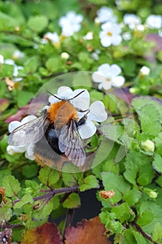 Macro image of a bee on Sutera Cordata Bacopa plant