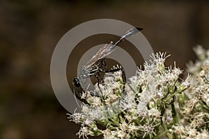 macro image of a black common thread bellied wasp Ammophila procera on white boneset