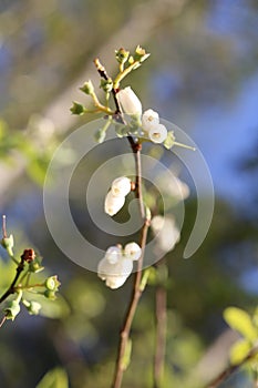 Macro image of blue berry buds in the spring time