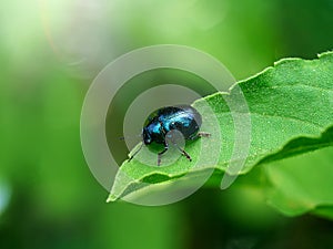 Macro image of blue bug on leaf