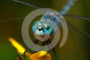 Macro image of blue dragonfly eyes