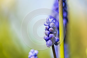macro image of a blue grape hyacinth with cops space photo