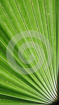 Macro image of a bright green leaf of palm tree