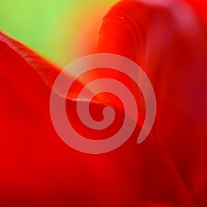 Macro Image of Bright Red Tulip Petals in Soft Style
