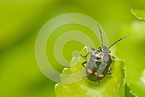 A macro image of the Cabbage Bug Eurydema oleracea photo