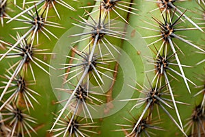 Macro image of cactus spines photo