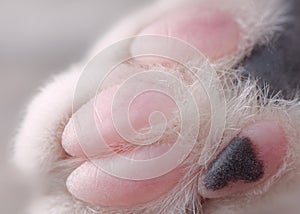 Macro Image of Cat's Paw with Pink and Black Digits