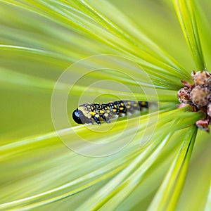 Macro image of a caterpillar
