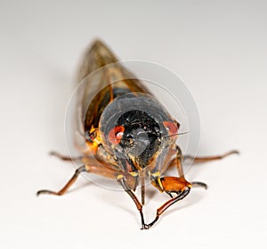 Macro image of cicada from brood II