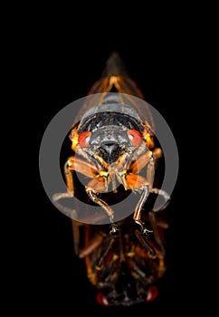 Macro image of cicada from brood II