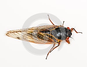 Macro image of cicada from brood II