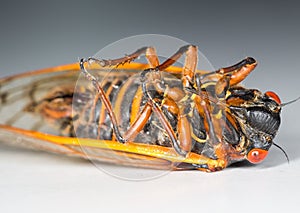 Macro image of cicada from brood II