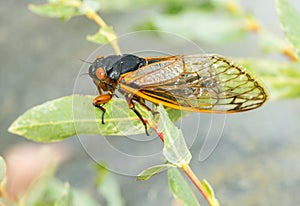 Macro image of cicada from brood II