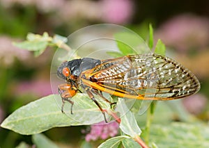 Macro image of cicada from brood II