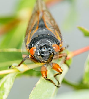 Macro image of cicada from brood II
