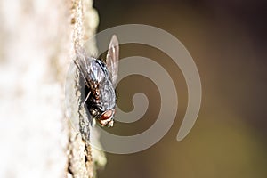 A macro image close up of a blowfly latin name Calliphora using selective focus