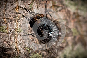 A macro image close up of a blowfly latin name Calliphora using selective focus