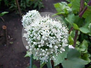 Macro image.Close-up with the prospect of decorative onion flowers blooming in a summer. Allium nigrum flower buds in summer