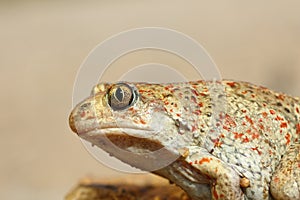 Macro image of common spadefoot toad photo