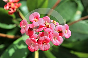 A macro image of a crown of thorns bloom