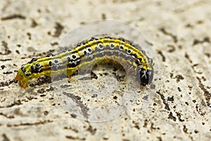 Macro image of Cydalima perspectalis caterpillar photo