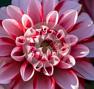 Macro image of dahlia `Red + White`
